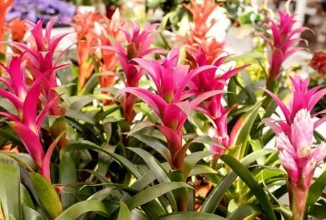 Unternehmen 4 Bild GARTENCENTER SEEBAUER