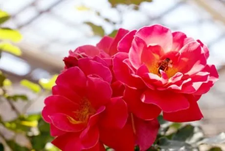 Unternehmen 6 Bild GARTENCENTER SEEBAUER